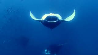 Manta Performance at Hanifaru Bay  Sep 2024 [upl. by Cristin]