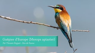 Guêpier dEurope Merops apiaster  European Beeeater [upl. by Narf]