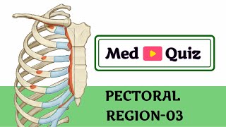 Pectoral region03upperlimb03Anatomy Quizmedical questions and answersMbbs quizMed Quiz [upl. by Ayaladnot]