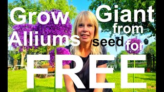 Free Giant Ornamental Onions Allium giganteum from Seed [upl. by Ynottirb]