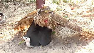 Incredible hunt of sparrowhawk and goshawk Top hunting video 2021  Raptors Today [upl. by Aryhs740]