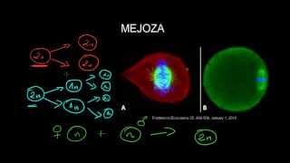 Mejoza  na drodze do rozmnażania płciowego [upl. by Fleeman709]