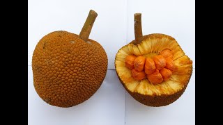 Artocarpus lanceifolius Keledang [upl. by Nahtan441]