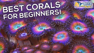 Top 10 Easy To Keep Corals [upl. by Erfert]