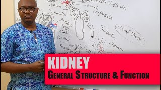 Kidney – General Structure and Function  Lecture 2A [upl. by Craig]