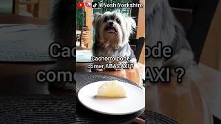 Cachorro pode comer ABACAXI  shorts [upl. by Valentijn]