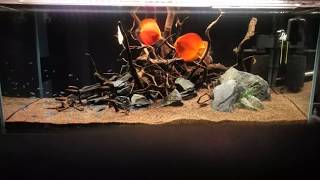 Discus aquarium 300L  akwarium dla dyskowców paletek  4K video [upl. by Azrim]