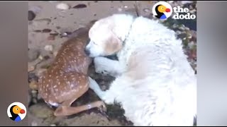 Dog Saves Deer From Drowning  The Dodo [upl. by Ecidnac559]