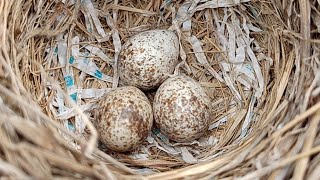 Skylark Nest Cam Day 2  Egg Discovery [upl. by Junko]