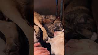 Sweet Newborn Puppies Compete for Milk 🍼 doglife puppykisses petvideos [upl. by Vil202]