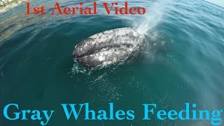 Cute Baby Gray Whale Feeding rare drone 4k video [upl. by Jeaz456]