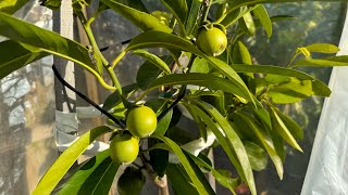 How’s my 3 Black Sapote trees going in winter time 🥶🇦🇺 [upl. by Bjork736]