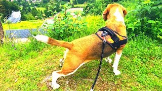 HOW IS WALKING A BEAGLE LIKE FUNNY BEAGLE DOG LOUIE [upl. by Huntington]