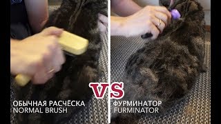 Обычная расчёска vs фурминатор Normal brush vs furminator [upl. by Brebner303]