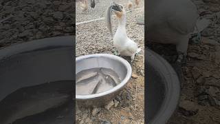 OMG cormorant eats the whole fish instantly 😱 cormorant shorts [upl. by Halda]