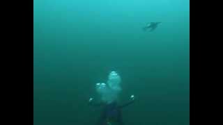 Diving guillemots at Petticowick St Abbs Scotland [upl. by Adnor381]