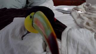 Surprise Toucan Attack [upl. by Lael]