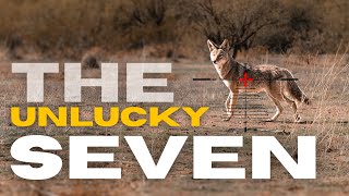 THE UNLUCKY 7  SUPPRESSED COYOTE HUNTING  4K FOOTAGE [upl. by Acir]