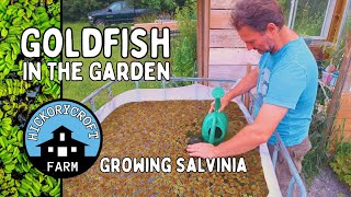 GOLDFISH in the GARDEN Growing Salvinia In A Rain Barrel Goldfish Aquaponics And Gardening [upl. by Aivad825]