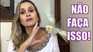 5 COISAS QUE VOCÊ NÃO DEVE FAZER COM A SUA CALOPSITA [upl. by Jessalin292]