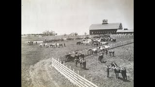 Pipestone County Percheron Horse Farm [upl. by Niggem]