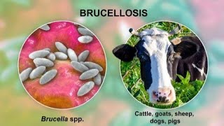 Brucellosis  Types symptoms pathogenesis diagnosis treatment  Infection [upl. by Osgood864]