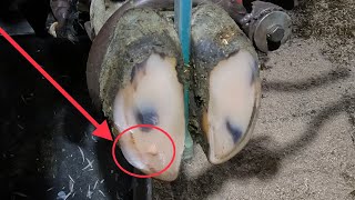 This HOOF ABSCESS wasn’t as easy to find… [upl. by Yedsnil325]