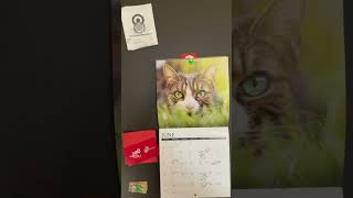 Cat Calendar Cat has Two Different Color Eyes  Friday June 28 2024 [upl. by Alston]