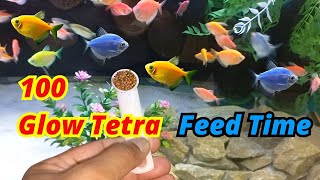 Glofish feed time  How to feed Glow Tetra  Widow Tetra Feeding  Umair Saeed [upl. by Nickelsen]