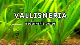 VALLISNERIA PLANT DETAILED GUIDE FOR BEGINNERS  EELGRASS  TAPEGRASS  JUNGLE VAL [upl. by Anitsirt396]