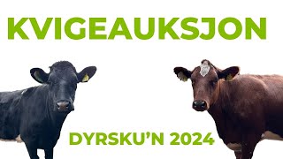 Bli med på kvigeauksjon på Dyrskun 2024 [upl. by Caye836]