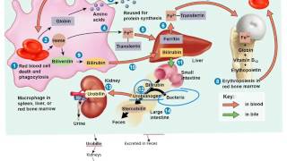 ANEMIA PATHOLOGY lecture 1 general introduction with important stuffeasy to do [upl. by Rialc]