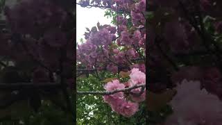 Prunus quotKanzanquotis a flowering cherry cultivar japan japan trendingshorts reels subscribe [upl. by Lukash]