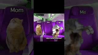 Window Seat Brawl on a Fivehour Trip to Brazil 3 shorts catmemes memes cat fyp funnyshorts [upl. by Eleen]