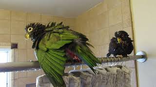 bronze wing pionus parrot Maximilian pionus parrot taking shower [upl. by Sergu157]