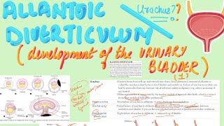 📯Allantoic Diverticulum Urachus  MBBS Embryology  USMLE Step 1 [upl. by Milde23]