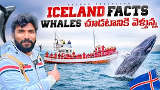 Whale Watching in Iceland  Iceland Facts  Telugu Traveller [upl. by Baggott]