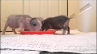 Orphaned Piglet Care How To Pan Feed [upl. by Marl429]