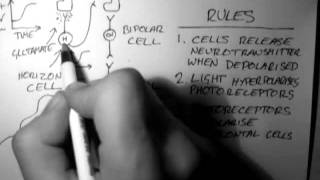 Horizontal Cells Vision 3 of 5 [upl. by Aseefan]