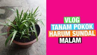 Vlog Tanam Pokok Bunga Harum Sundal Malam Dalam Pasu [upl. by Templas180]