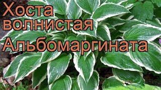 Хоста волнистая Альбомаргината albomarginata 🌿 обзор как сажать рассада хосты Альбомаргината [upl. by Hpeseoj316]