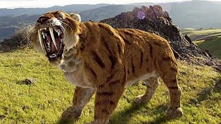 Sabertoothed Tiger  Prehistoric Cats Documentary [upl. by Trager621]