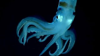 10 Deep Ocean Creatures Found by ROVs Near Puerto Rico 🇵🇷 [upl. by Enaed354]