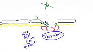 الإرقاء Hemostasis وتخثر الدم Blood coagulation [upl. by Nyrrek]