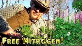 Lupine The AMAZING Nitrogen Fixing Flower  Plus How To Propagate More Plants By Basal Cutting [upl. by Cykana228]