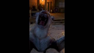 Cougar attacks Beechers Hope in Red Dead Redemption 2 [upl. by Yrmac791]