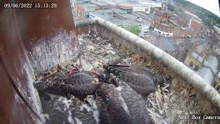 The Wakefield Peregrine Project  Live Box Camera [upl. by Lamhaj]