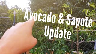 Avocado amp Sapote Update 022815 High Density Espalier Gardener [upl. by Atiral]