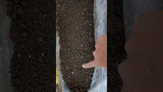 Meesho 25 Flower Seeds Review amp Sowing Guide  Grow Beautiful Flowers Easily shorts ytshorts [upl. by Pilif112]