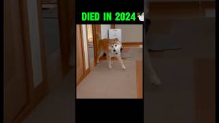 famous pet memes then vs now memes legends shorts [upl. by O'Donovan405]